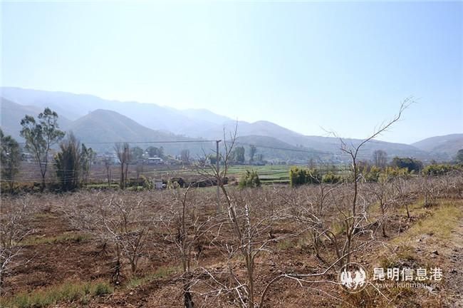 張宏祥的石榴種植基地。