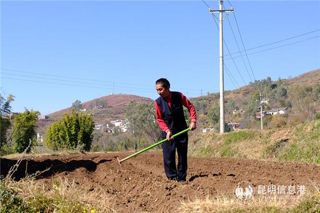 李順友正在田間勞作。