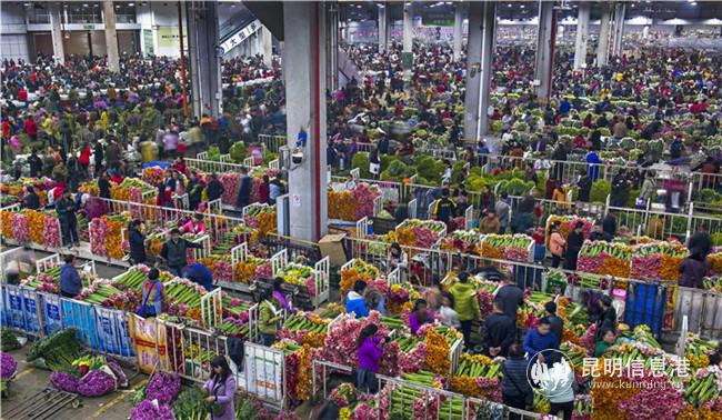 圖6  2019年，斗南花卉小鎮(zhèn)鮮切花交易量達(dá)76.32億枝、交易額達(dá)61.56億元。