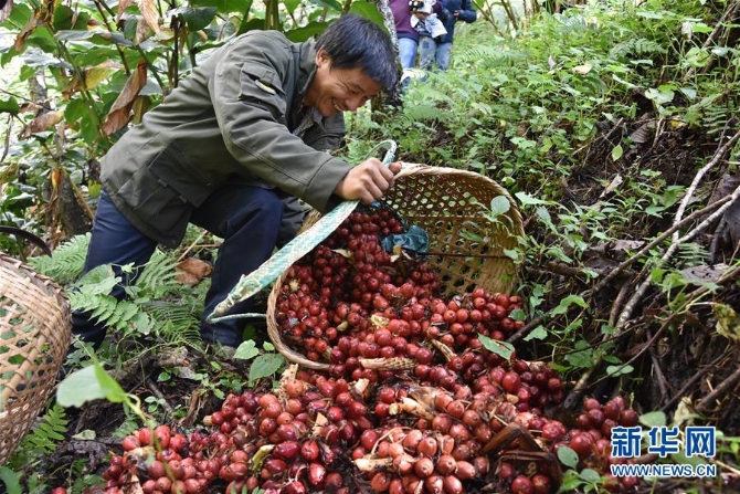 (在習(xí)近平新時(shí)代中國特色社會(huì)主義思想指引下——新時(shí)代新作為新篇章·總書記關(guān)切脫貧事·決勝貧困·圖文互動(dòng))(5)讓一方水土“富養(yǎng)”一方人——扶貧特色產(chǎn)業(yè)惠及千家萬戶