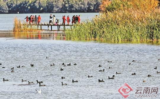 南滇池濕地公園人鳥相親 記者 楊崢 攝