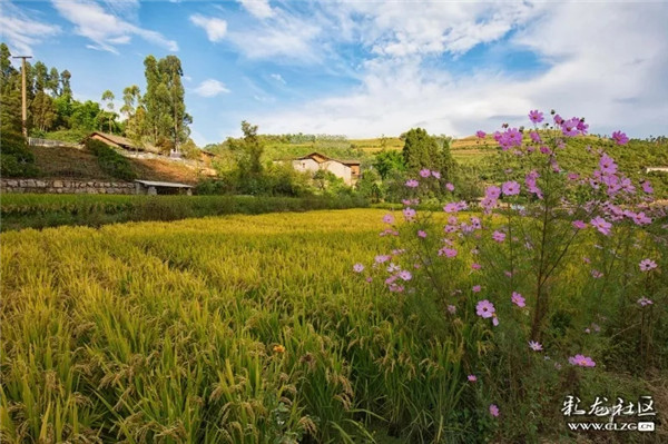 昆明信息港彩龍社區(qū)網(wǎng)友楊樹德 攝.webp