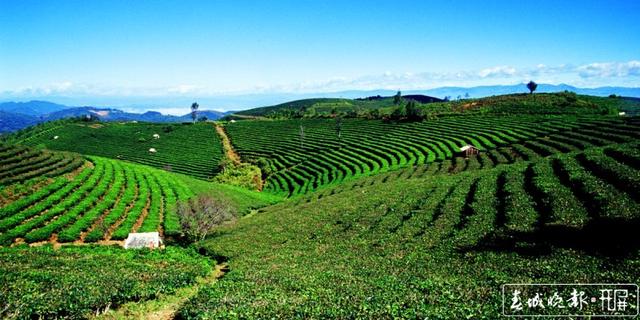 普洱茶十項標準