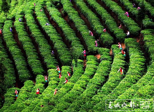 普洱茶十項標準