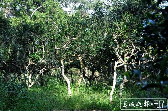 普洱茶十項標準