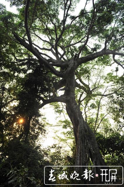 普洱茶十項標準