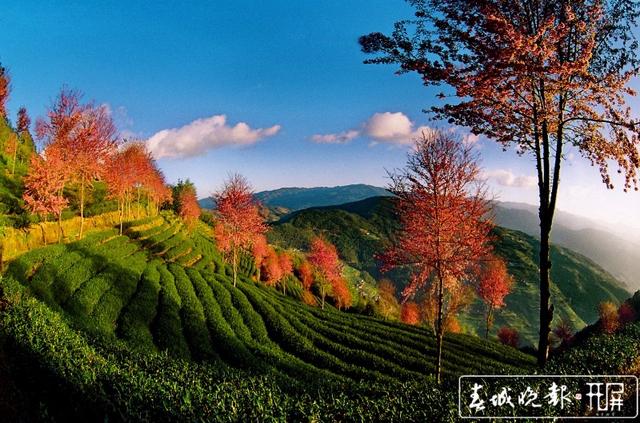 普洱茶十項標準