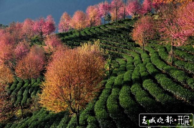 普洱茶十項標準