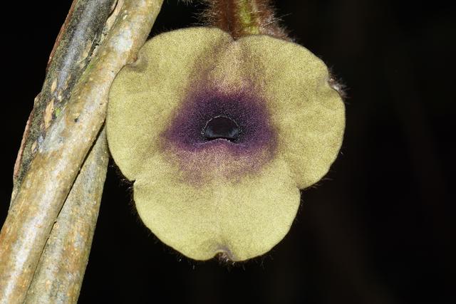 植物新種文山馬兜鈴
