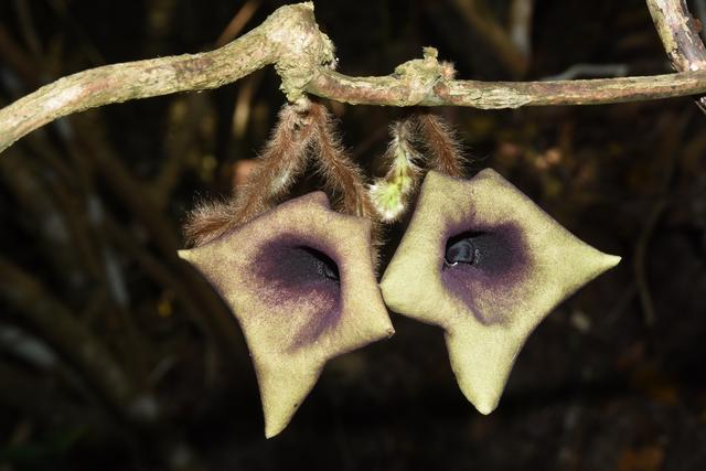 植物新種文山馬兜鈴