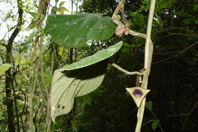植物新種文山馬兜鈴
