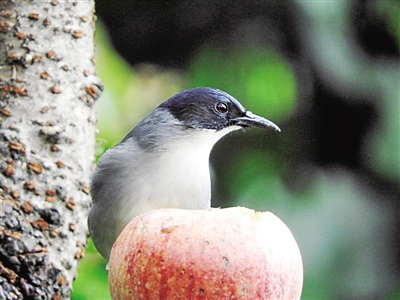 云南百花嶺:“青鳥”探出致富路 云南百花嶺:“青鳥”探出致富路