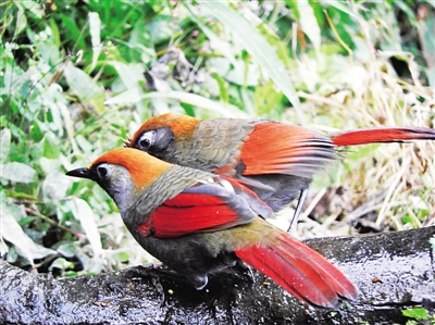 云南百花嶺:“青鳥”探出致富路 云南百花嶺:“青鳥”探出致富路
