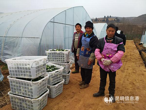 鄧貴銀、李海明和工友們采摘蔬菜。記者江楓攝