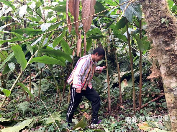 木文軍在草果地里。