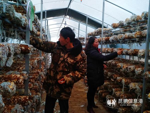 李德東在食用菌大棚里工作。記者江楓攝