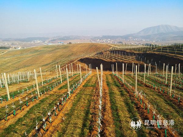 超越公司的萬畝蘋果園。記者江楓攝