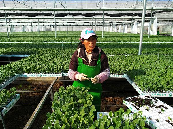 陳紹蓮在育苗基地間苗。記者江楓攝