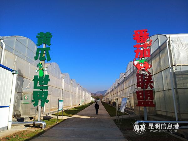 基地的黃瓜、番茄種植區(qū)。記者江楓攝