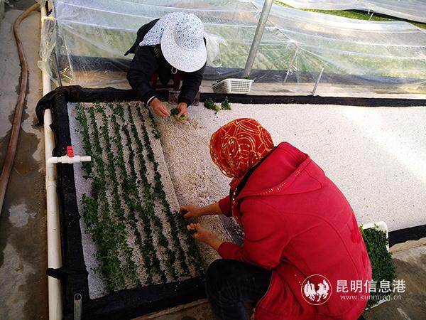 農(nóng)戶在基地的組培中心移栽洋芋種苗。記者江楓攝