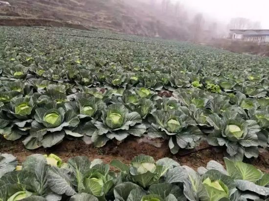 【同心】護城戰(zhàn)“疫”！武漢統(tǒng)一戰(zhàn)線硬核出擊！