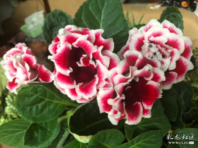 02 隨手拍的小花