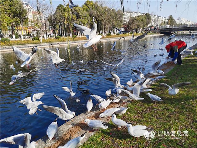 志愿者喂海鷗 志愿者喂海鷗