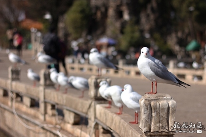 紅嘴鷗1 紅嘴鷗1