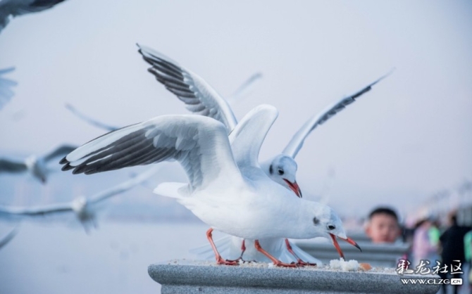紅嘴鷗3 紅嘴鷗3