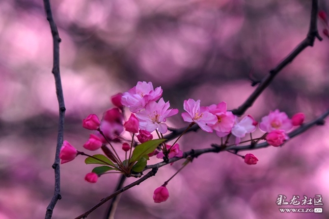 1551619360_kR603w 1551619360_kR603w