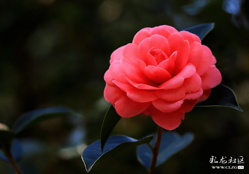 各種花的動圖 各種花的動圖