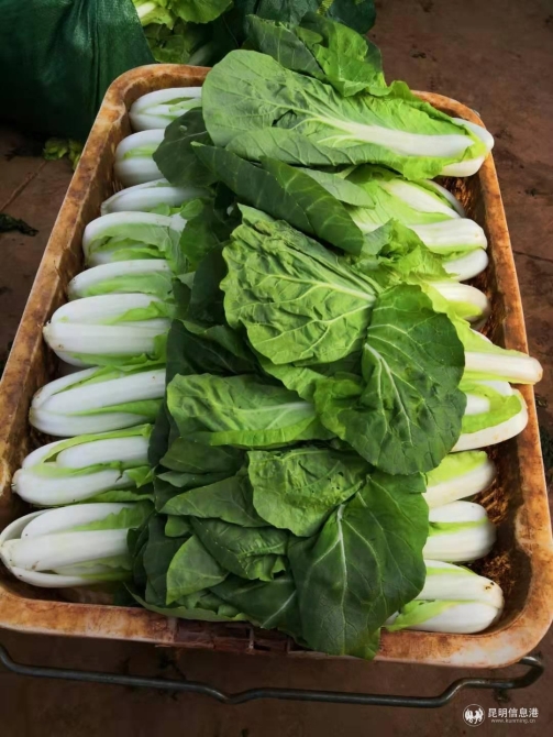 05菜農捐贈的新鮮蔬菜