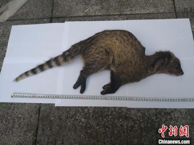 圖為警方查獲的非法獵獲野生動物?！【焦﹫D 攝