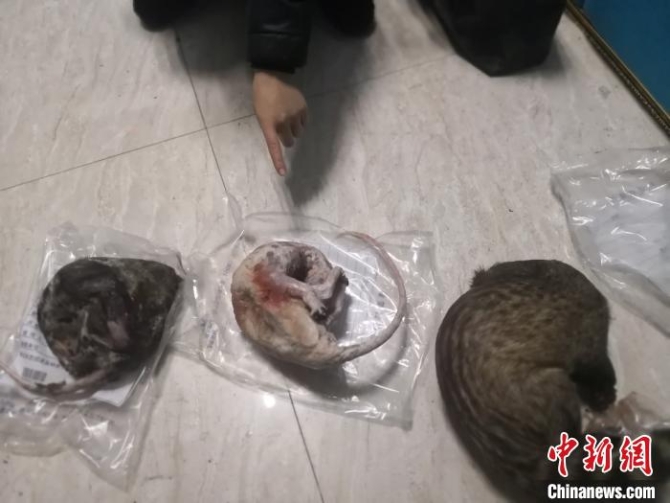圖為警方查獲的非法獵獲野生動(dòng)物?！【焦﹫D 攝