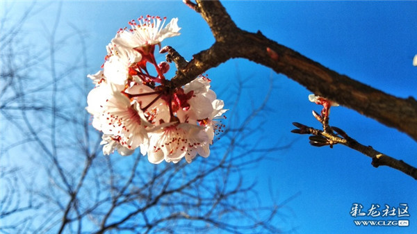 來源：彩龍社區(qū)網(wǎng)友 王元寧 攝3