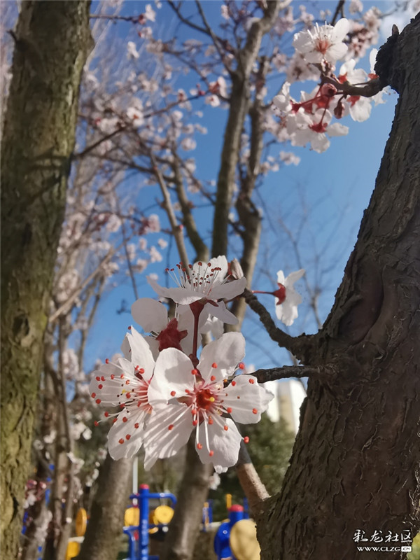 來源：彩龍社區(qū)網(wǎng)友 糊涂 攝1