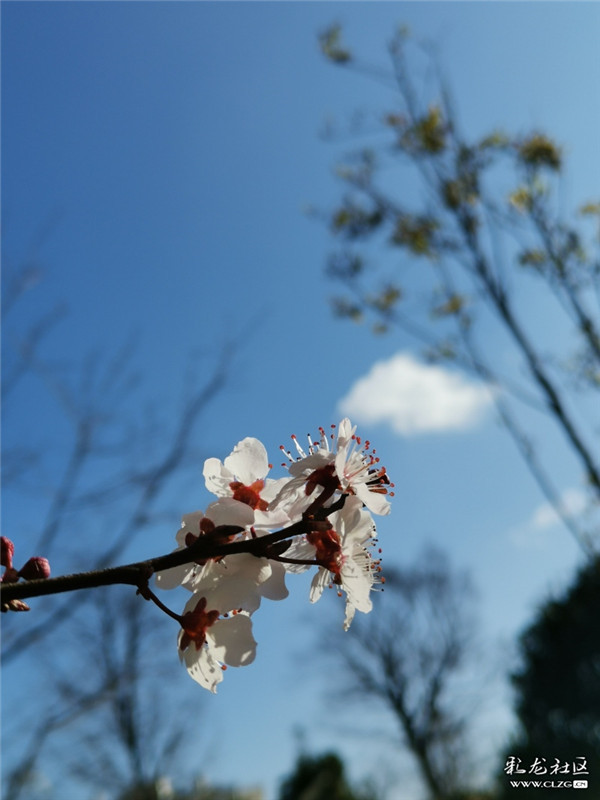 來源：彩龍社區(qū)網(wǎng)友 糊涂 攝2