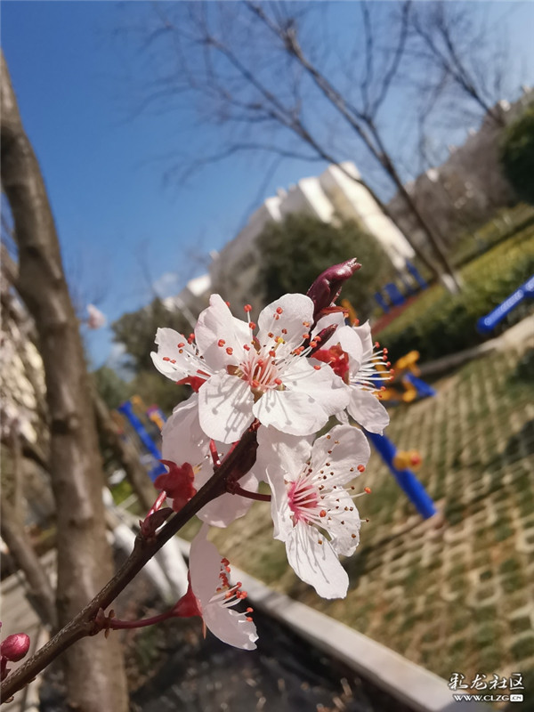 來源：彩龍社區(qū)網(wǎng)友 糊涂 攝3