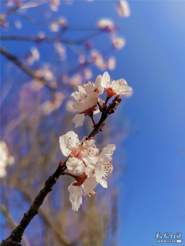 來源：彩龍社區(qū)網(wǎng)友 糊涂 攝5