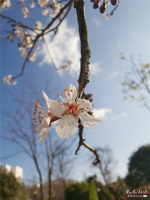 來源：彩龍社區(qū)網(wǎng)友 糊涂 攝6