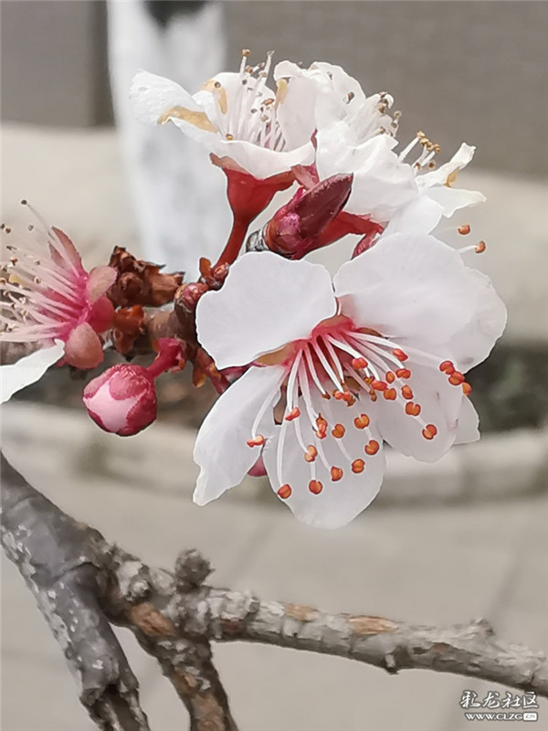 來源：彩龍社區(qū)網(wǎng)友 糊涂 攝7