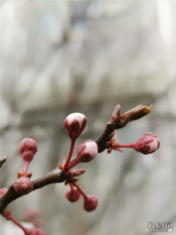 來源：彩龍社區(qū)網(wǎng)友 糊涂 攝8