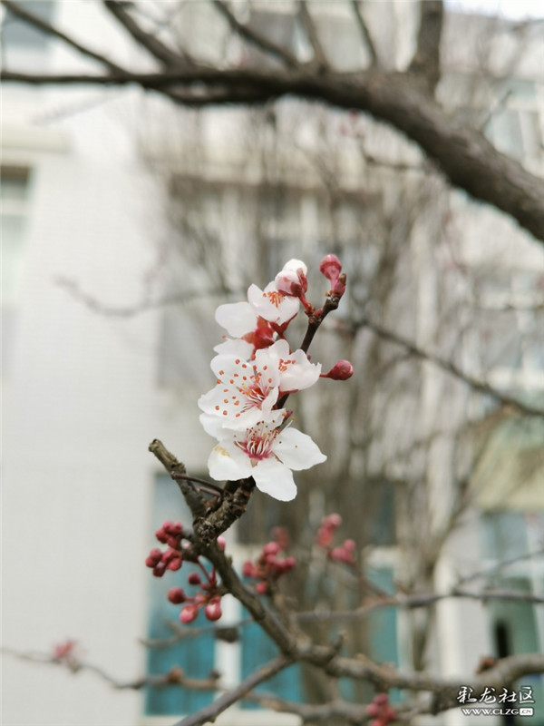 來源：彩龍社區(qū)網(wǎng)友 糊涂 攝10