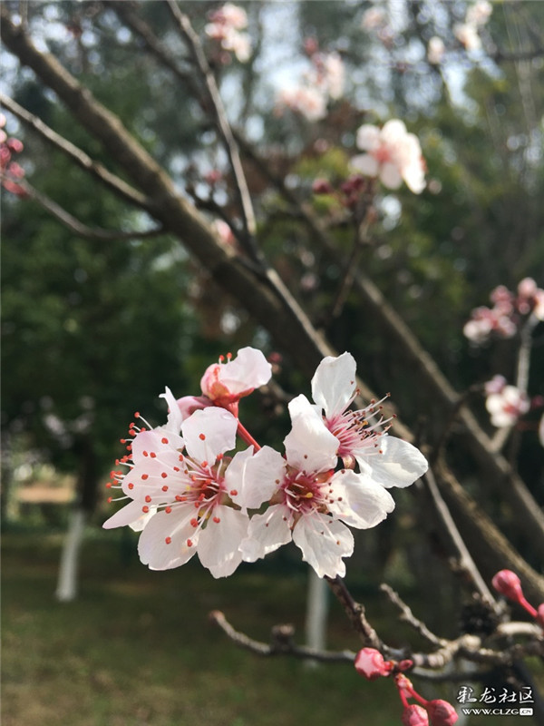 來源：彩龍社區(qū)網(wǎng)友 夢影 攝2