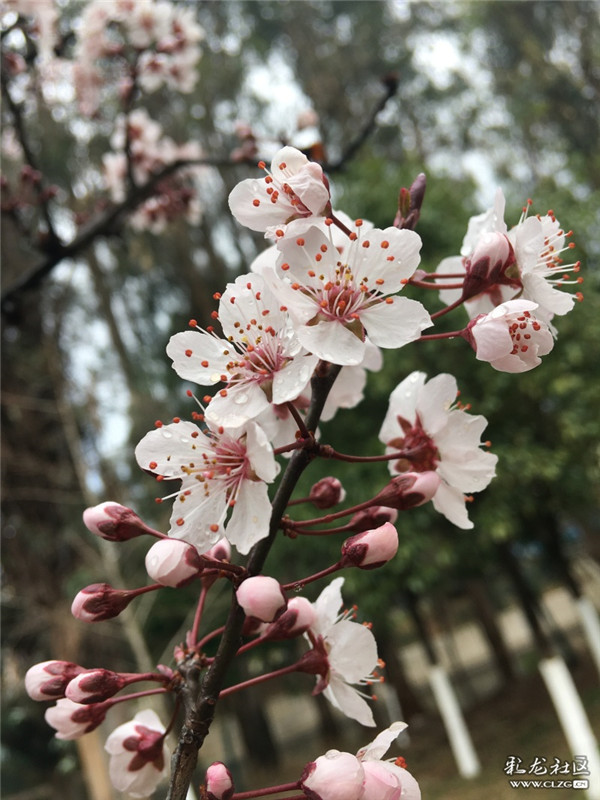 來源：彩龍社區(qū)網(wǎng)友 夢影 攝3