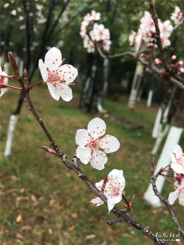 來源：彩龍社區(qū)網(wǎng)友 夢影 攝4