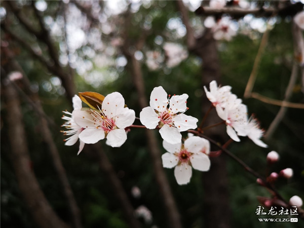 來源：彩龍社區(qū)網(wǎng)友 清山客 攝