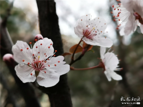 來源：彩龍社區(qū)網(wǎng)友 清山客 攝2