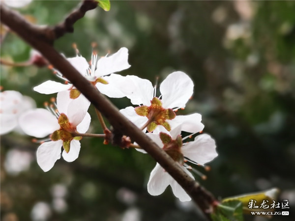 來源：彩龍社區(qū)網(wǎng)友 清山客 攝3