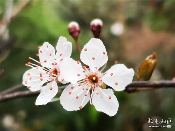 來源：彩龍社區(qū)網(wǎng)友 清山客 攝4